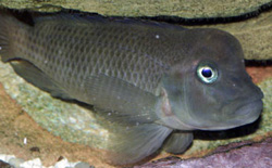 Steatocranus casuarius (Hunchback Head, hjälmad cichlid, lejonhuvud)