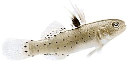 Stigmatogobius sadanundio