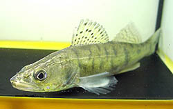 Stizostedion lucioperca (Sorterare)