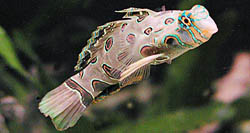 Synchiropus picturatus Mandarin lagt