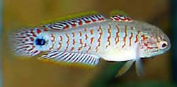Tateurndina ocellicauda