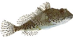 Taurulus bubalis Havschab
