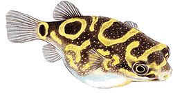 Tetraodon palembangensis (Tetraodon palembangensis)