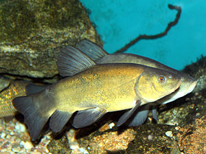 Tinca tinca Common
