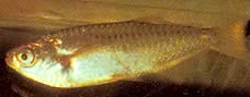 Triportheus albus Tetra-maker med gula fenor
