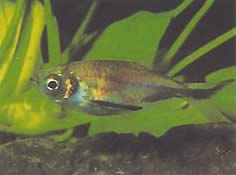 Triportheus rotundatus (Rund armbåge tetra)