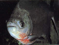 Utiaritichthys sennaebragai Röd magen Piranha