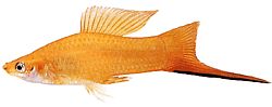 Xiphophorus helleri Skolinnehavare (XIPHO)