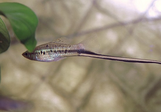 Xiphophorus montezumae Montezuma Sword Holder