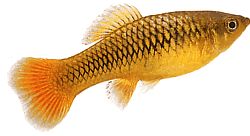 Xiphophorus variatus Plaskad papegoja