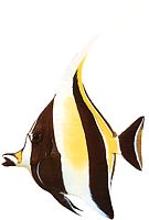 Zanclus canescens (Skiva)