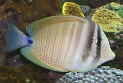 Zebrasoma desjardinii Kirurg-
