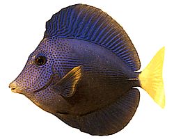 Zebrasoma xanthurum (Gul -stappa akanture)